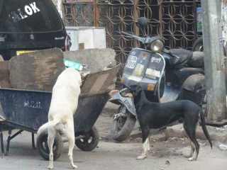 ともぞうの人生これからブログ インドでは狂犬病に注意