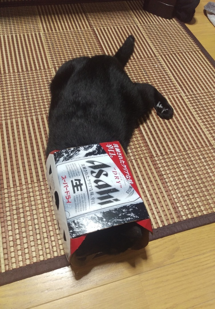 我が家の猫さん ビールの箱がお気に入りにゃん