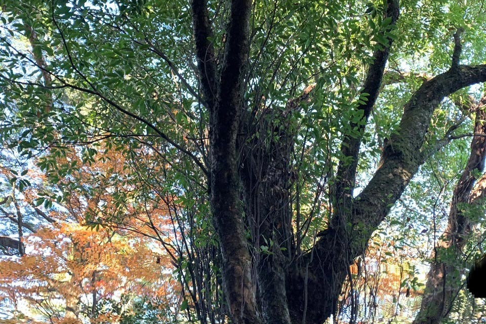 大木