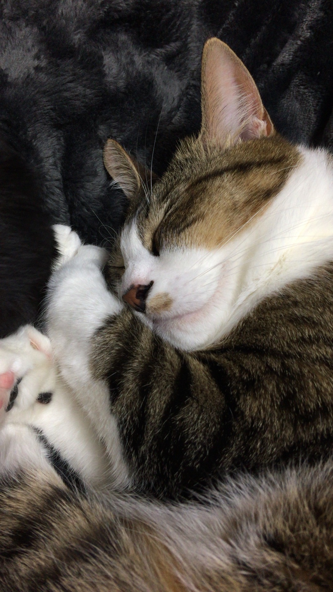うちの雨猫 寝顔もかわいいのです