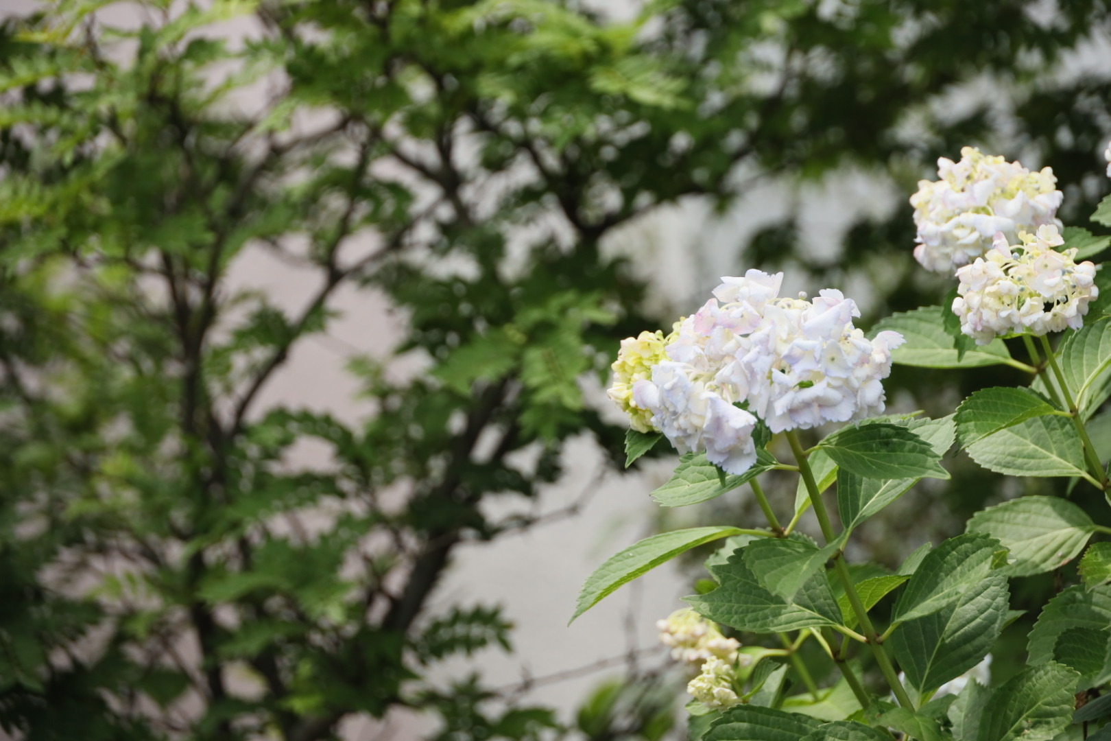 教師と生徒の禁断の恋 ヴァロの日記