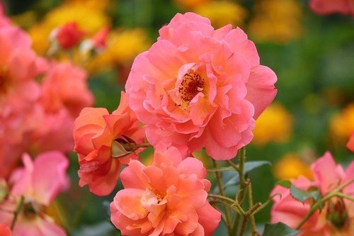 damask-roses-5949205_640.jpg