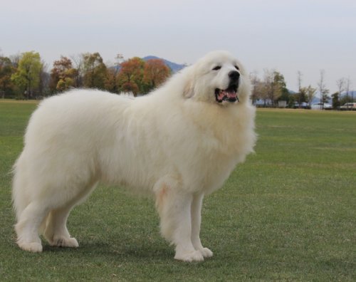 ハッチの のんびり夢日記 グレートピレニーズ 大型犬