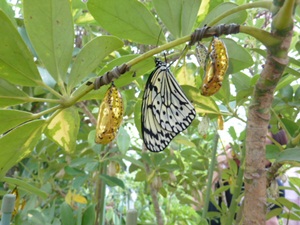 山田diary 沖縄でみた金色のサナギの蝶 オオゴマダラ