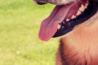 お家の事もペットも大好きブログ 犬にミネラルウォーター