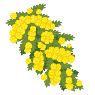 flower_acacia_akashia.png