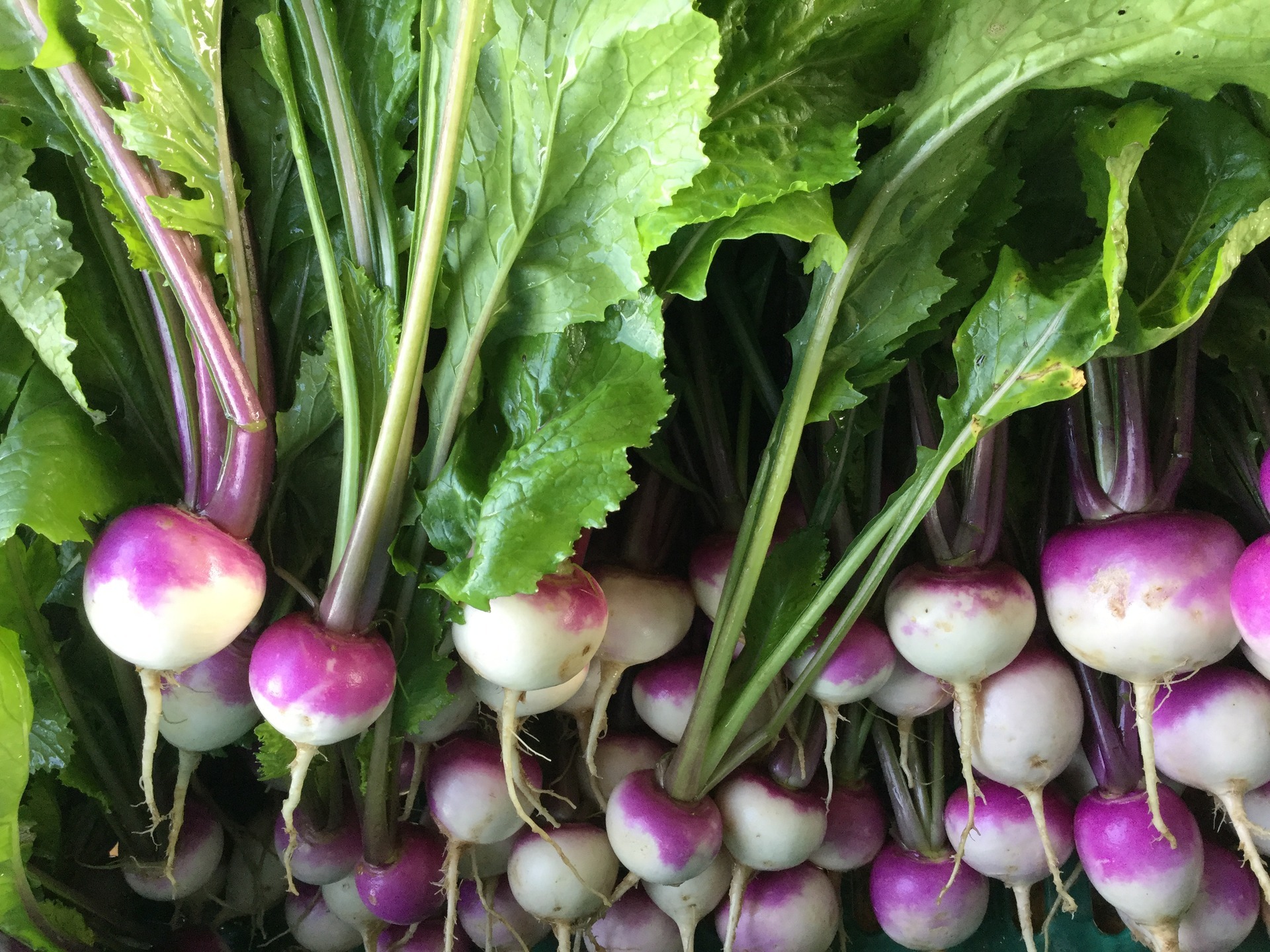 野菜図鑑 かぶ