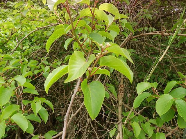 狗鷲ステーション 楽天イーグルス応援ブログ サルナシのつたを切ってきて ５本挿し木にして植えてみた