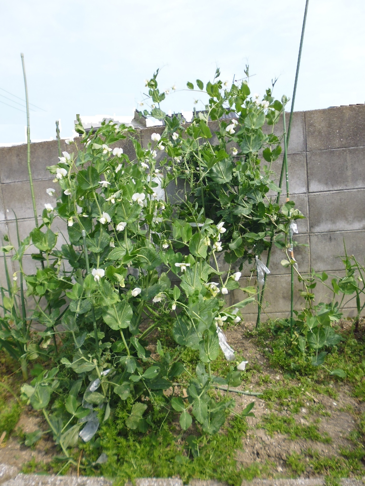 よしエモンの生活日記 趣味の野菜栽培 スナップエンドウ