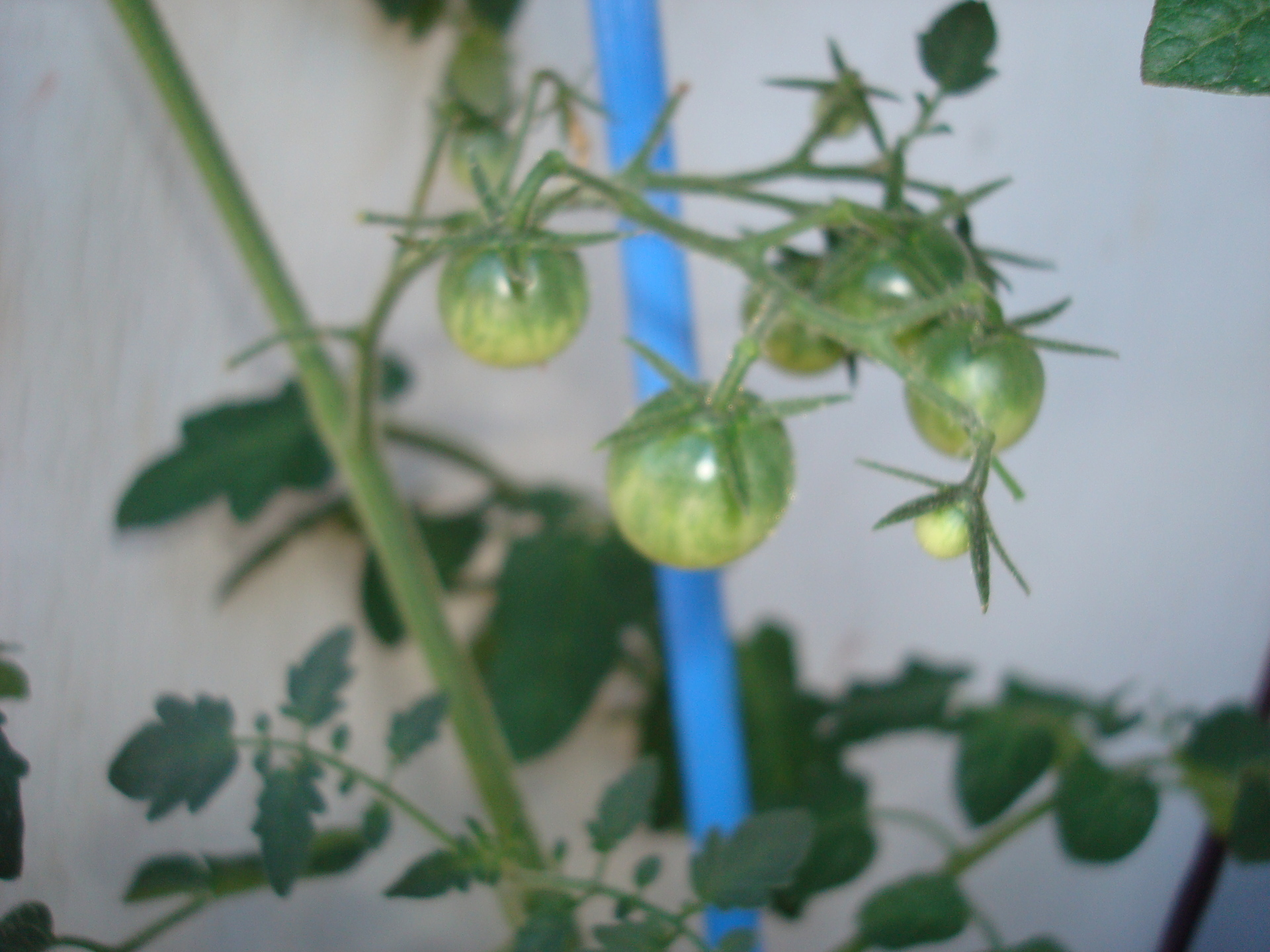 植物観察日記 まとめ ミニトマト