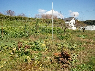 ゆったりのんびり農作業 スモモの木