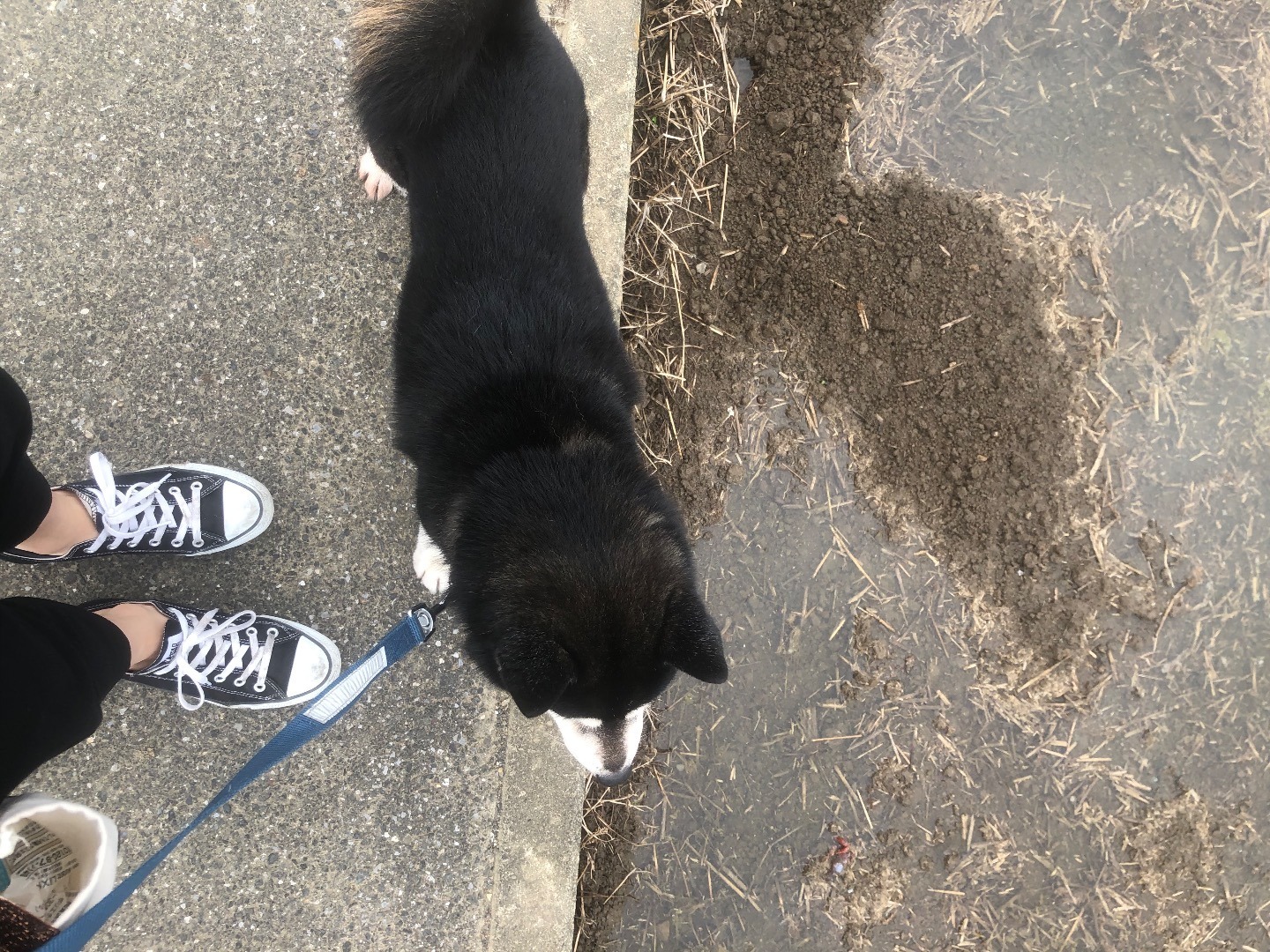 柴犬ほのぼのブログ 雨の散歩