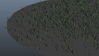 grass4_1.JPG