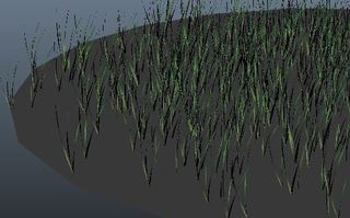 grass4_2.JPG