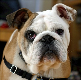 english-bulldog-538485_1280.jpg