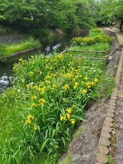 公園の川20230513_120943.jpg