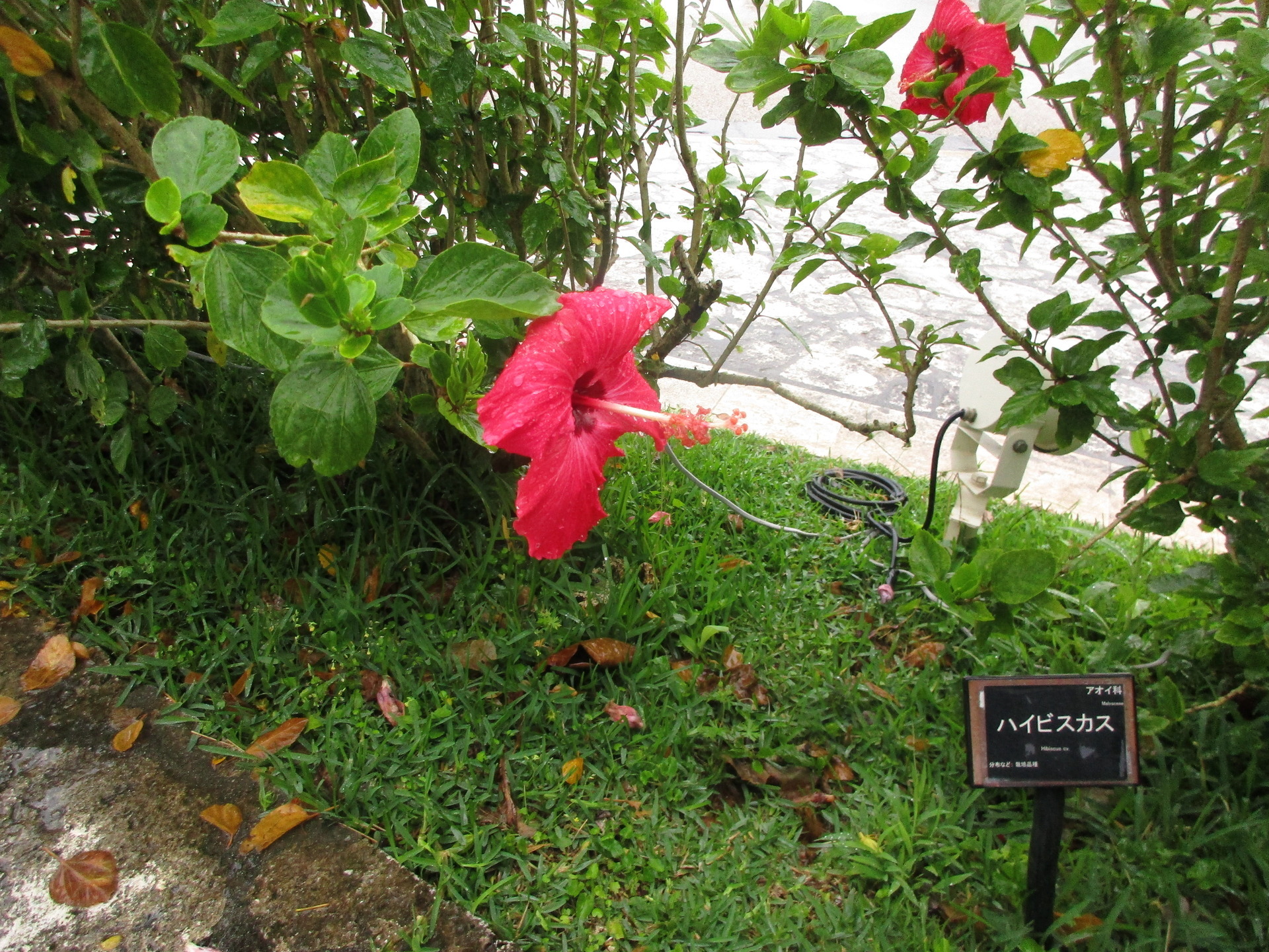 たみふるの日記 沖縄地方に咲くハイビスカスの花