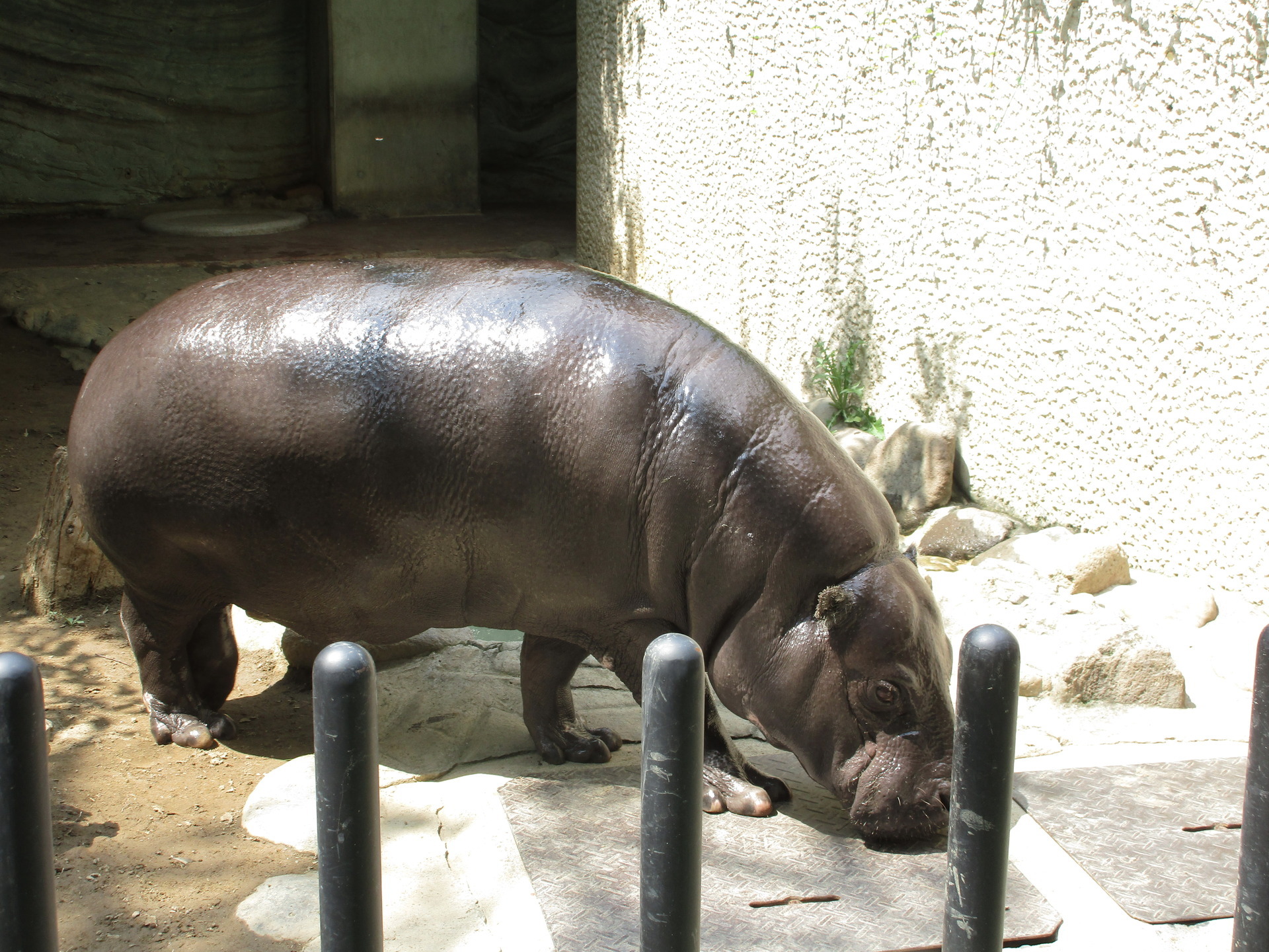 たみふるの日記 東京上野動物園のカバがかわいい