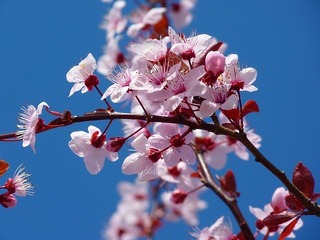 almond-blossom-5378_640.jpg