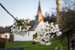 apple-blossoms-4160863_640.jpg