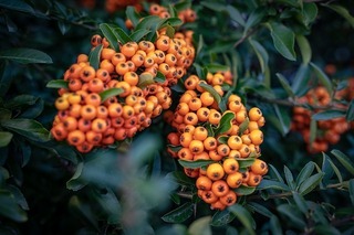 berries-3620217_640.jpg