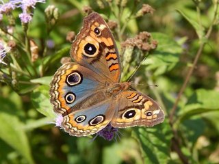 butterfly-2540600_640.jpg