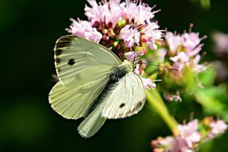 cabbage-white-4339744_640.jpg