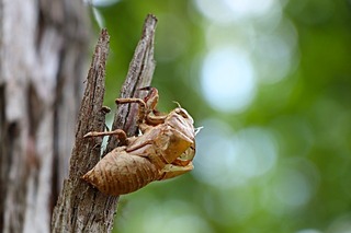 cicada-3484188_640.jpg