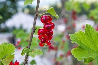 currants-5384197_640.jpg