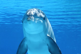 dolphin-203875_1920.jpg