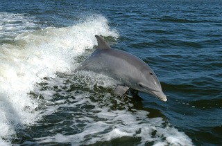 dolphin-386744_1280.jpg