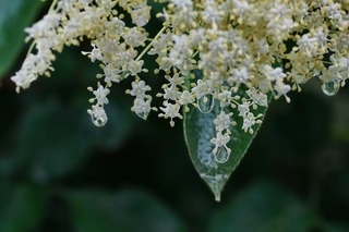 elderflower-3404998_1280.jpg