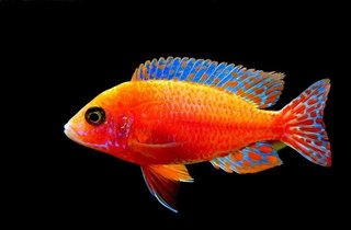 fairy-wrasse-3975299_640.jpg