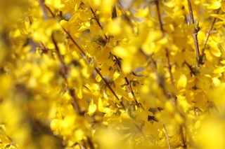 forsythia-4083348_1920.jpg