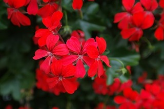 geranium-141552_640.jpg