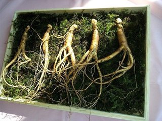 ginseng-641890_640.jpg