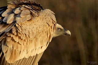 griffon-vulture-226882_640.jpg