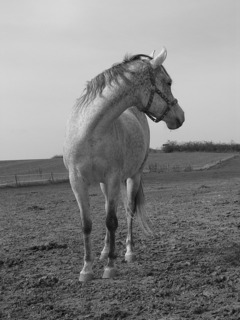 horse-473195_640.jpg