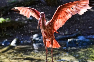 ibis-3809147_1920.jpg