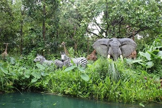 jungle-72812_640.jpg