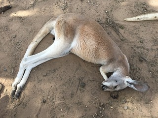 kangaroo-1276062_640.jpg