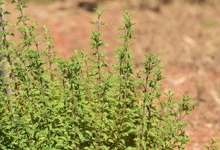 marjoram-2233541_1920.jpg