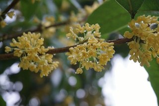 osmanthus-2849795_640.jpg