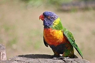 parrot-3032351_640.jpg