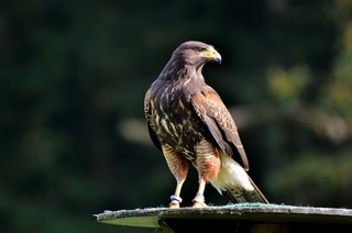 peregrine-falcon-3023839_1920.jpg