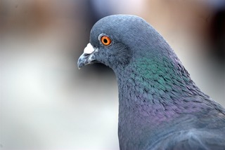 pigeon-372496_1920.jpg