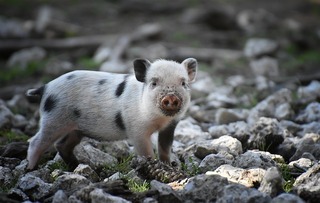 piglet-4083870_640.jpg