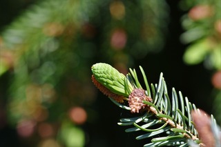 pine-branch-3382898_1280.jpg