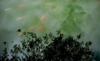 pond-645960_1280.jpg