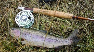 rainbow-trout-609551_640.jpg